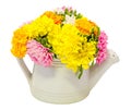 Vibrant colored Chrysanthemum flowers in a white watercan, bouquet, close up, floral arrangement