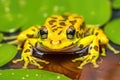 vibrant colored frog on lily pad in clean pond