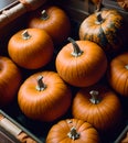 Vibrant colored pumpkins top view