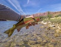 Vibrant colored Rainbow Trout from the Colorado River near Lees Ferry , AZ Royalty Free Stock Photo