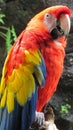 Vibrant-colored scarlet macaw perched on a tree branch. Royalty Free Stock Photo