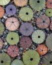 Sea urchin shells collection as a natural background