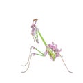 Vibrant colored tropical raptor insect mantis Royalty Free Stock Photo