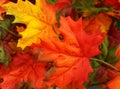 Vibrant, colorful autumn fall Maple leaves background, texture Royalty Free Stock Photo