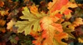 Vibrant, colorful autumn fall Oak and Maple leaves background, texture Royalty Free Stock Photo