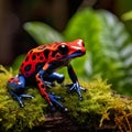 vibrant and colorful beauty of a small frog in its natural habitat, providing a unique perspective on wildlife in nature.