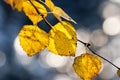 Vibrant and colorful Birch leaves during fall foliage in Northern Finland near Kuusamo