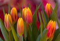 Vibrant, colorful bouquet of tulips in a glass vase Royalty Free Stock Photo