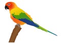 Vibrant Colorful Conure Parrot Vector Art