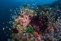 Vibrant and Colorful Coral Reef in the Philippines Royalty Free Stock Photo