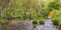 Vibrant colorful creek landscape with lots of white flower on the glencree river bank Royalty Free Stock Photo