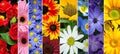 Vibrant and colorful floral collage with divided segments and elegant white vertical lines