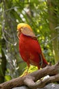 Vibrant and colorful golden pheasant (Chrysolophus pictus) perched atop a branch Royalty Free Stock Photo