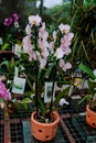 Vibrant and colorful outdoor display featuring an array of potted Moth orchid flowering plants Royalty Free Stock Photo