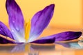 A vibrant and colorful portrait of a purple crocus flower floating on a still surface of water. The water reflects some parts of Royalty Free Stock Photo