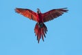Vibrant and colorful Red and Green Macaw in flight in the air in beautiful glory.