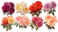 Vibrant Colorful Rose Bouquets Collection on Transparent Background Royalty Free Stock Photo