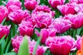 Vibrant colorful shaggy edged fuzzy pink tulips holiday background