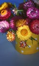 Vibrant colorful spring bouquet of Australian native Everlasting Daisies, Xerochrysum bracteatum, family Asteraceae