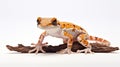 Vibrant Colorism: Anabas Gecko On White Background