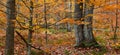 Vibrant colors of Fall foliage in the Adirondack mountains Royalty Free Stock Photo