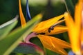 Macro, side view of a bird of paradise flower. Royalty Free Stock Photo