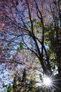 Pink cherry flower blossom in dalat Royalty Free Stock Photo