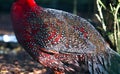 Plumage of a satyr tragopan Tragopan satyra