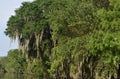 Vibrant Colors with Spanish Moss Along the River Banks Royalty Free Stock Photo