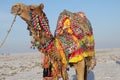 Vibrant colors used to decorate Camel at Rann of Kutch festival - Rann utsav - white desert - Gujarat tourism - India travel Royalty Free Stock Photo