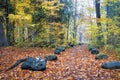 Vibrant-Coloured autumn leaves covered the footpath with stones