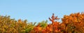 Vibrant coloured leaves on autumn treetop , clear blue sky space for text above. Wide banner / fall background Royalty Free Stock Photo