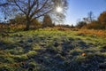 Vibrant coloured maple leaves with frost in the morning