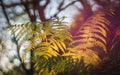 A vibrant and colourful backlit bracken fern frond growing out of the ground at sunset in Surrey, England Royalty Free Stock Photo