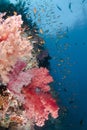 Vibrant and colourful tropical coral reef scene.