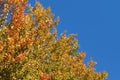 Vibrant colours on autumn tree tops, dark blue sky in background Royalty Free Stock Photo
