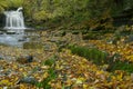 Fallen autumn leaves at West Burton Falls, Yorkshire Dales.