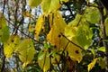Vibrant colours on tree and plant in autumn