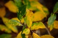 Vibrant colours on tree and plant