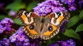 vibrant common buckeye butterfly