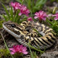 Eastern Massasauga Amidst Spring Blooms: A Serene Moment in Nature\'s Beauty Royalty Free Stock Photo