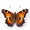 Vibrant Compton Tortoiseshell Butterfly On White Surface