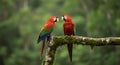 Vibrant Conversations A Pair of Scarlet Macaws in the Wild Royalty Free Stock Photo