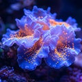 Vibrant coral patterns in close up view, showcasing intricate textures and colors in underwater scene. vivid blues and oranges