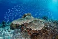 Vibrant Coral Reef in Alor, Indonesia