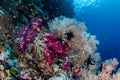 Vibrant Coral Reef Biodiversity