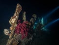 Vibrant coral reef creating a stunning underwater paradise