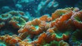 Vibrant coral reef with orange and green polyps in turquoise water Royalty Free Stock Photo