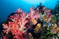 Vibrant Coral Reef in the Philippines Royalty Free Stock Photo