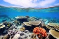 vibrant corals benefiting from sunlight under clear, blue ocean